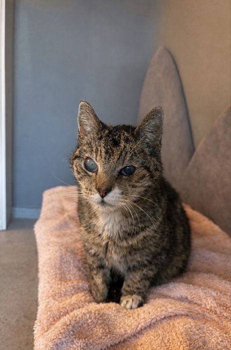 Zbyszek - starszy kocurek do adopcji!