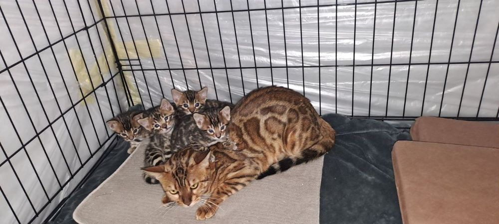 Бенгальские коты