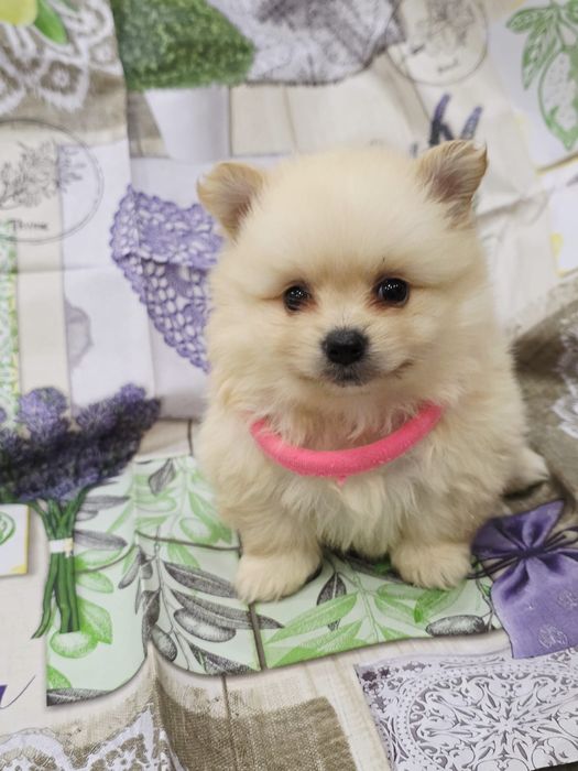 Spitz alemao menina linda