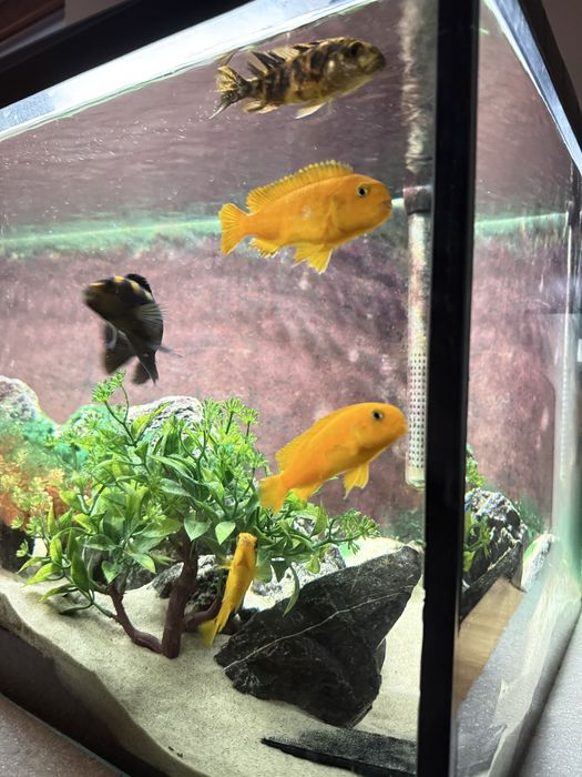 Sprzedam dorosłe pyszczaki