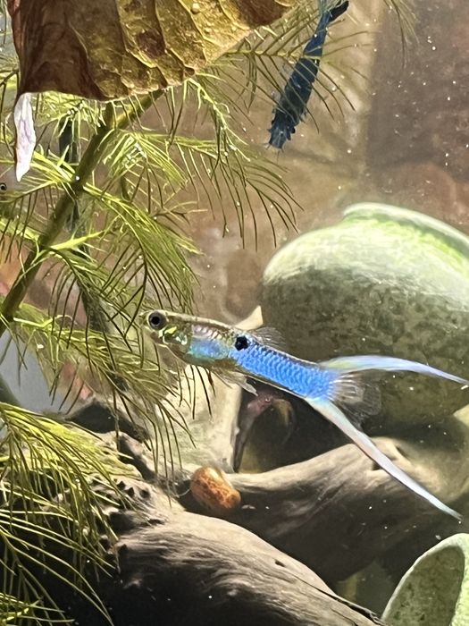 Гуппі Ендлера синій неон