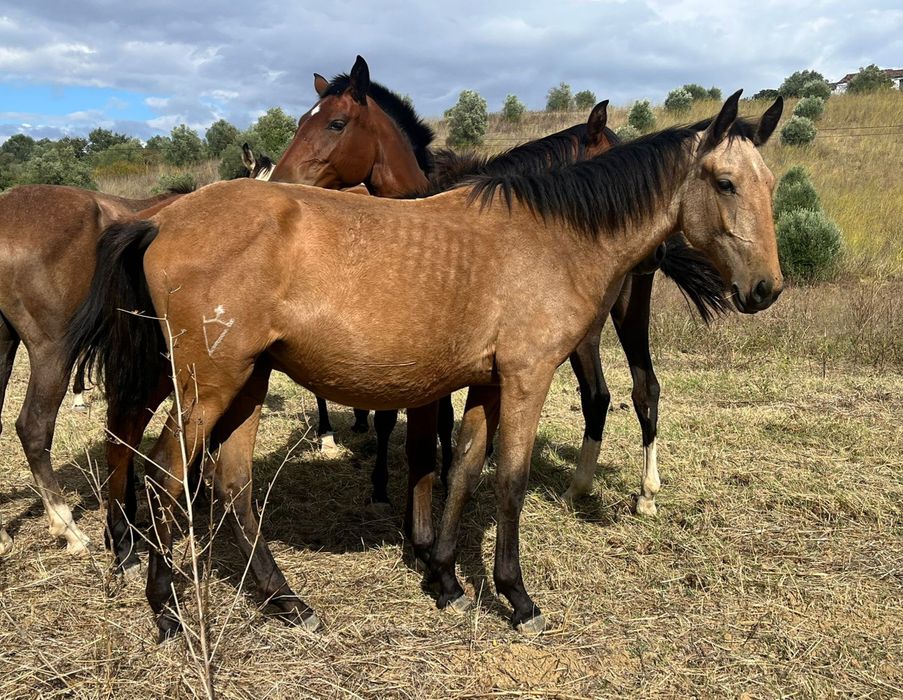 Vendo cavalos Lusitanos, éguas, poldros, poldras (Ler descrição)