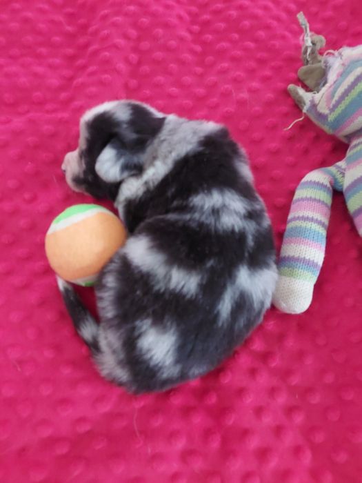 Welsh Corgi Cardigan FCI