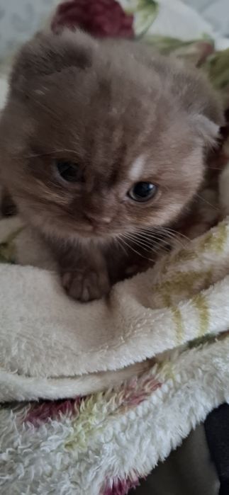 Шотландські плюшеві красуні