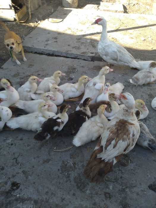 Продам качок  60гр
