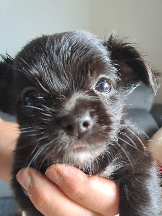 Chihuahua macho pelo comprido