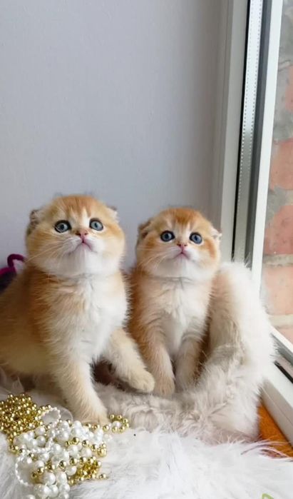 Шикарный вислоухий котик золотая шиншилла