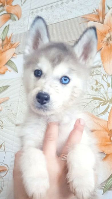 Продаж гарних та здорових песиків  Хасят дівчатка