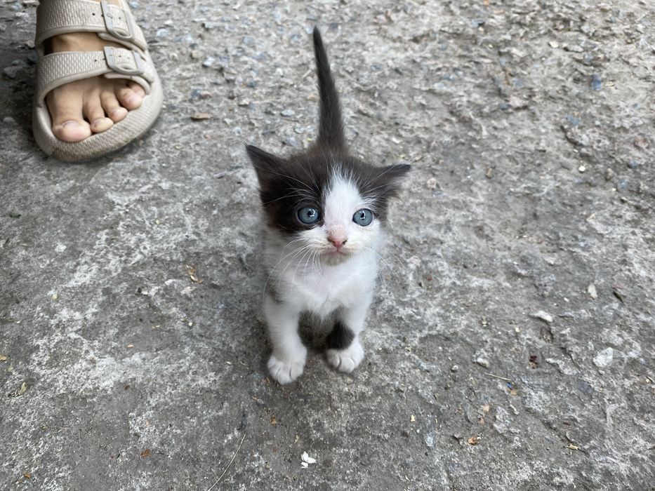 Котята отдам бесплатно