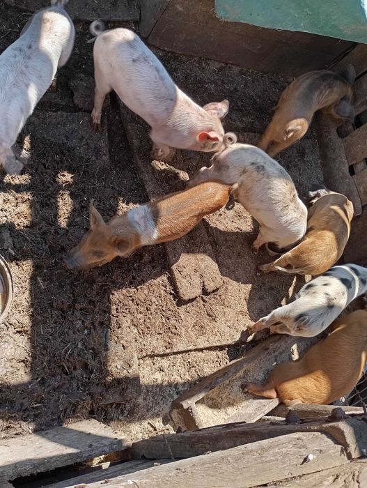 Продам малих поросят