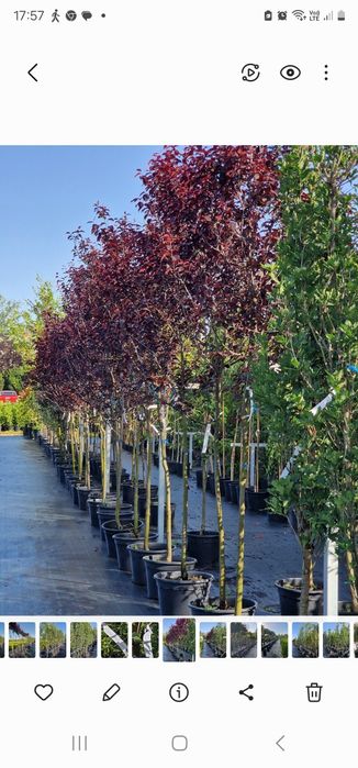 Śliwa wiśniowa odmiana. Pissardi Szkółka WEBER Kicin