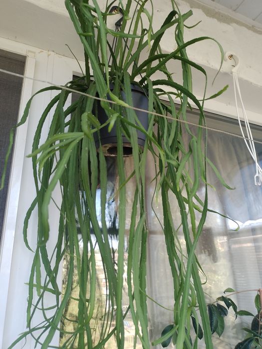 Лепісміум ріпсаліс