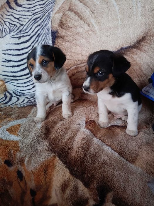 Oddam w dobre ręce szczeniaki