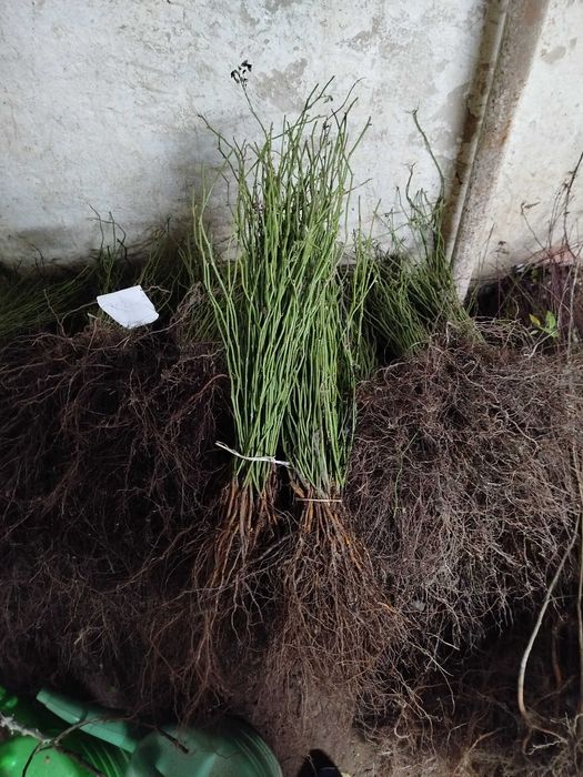 Dziczki pod róże- rosa multiflora, catalpa siewki,