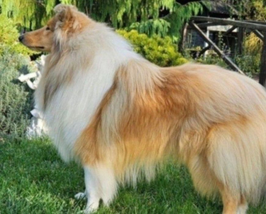 Owczarek szkocki długowłosy piesek szczeniak