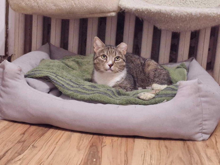 Pokochaj starszą chorą kotkę, okaż serce