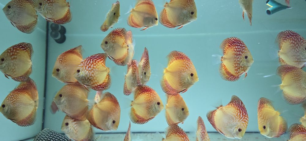 Ração Premium para Discus e outros peixes – Crescimento Rápido & Cores