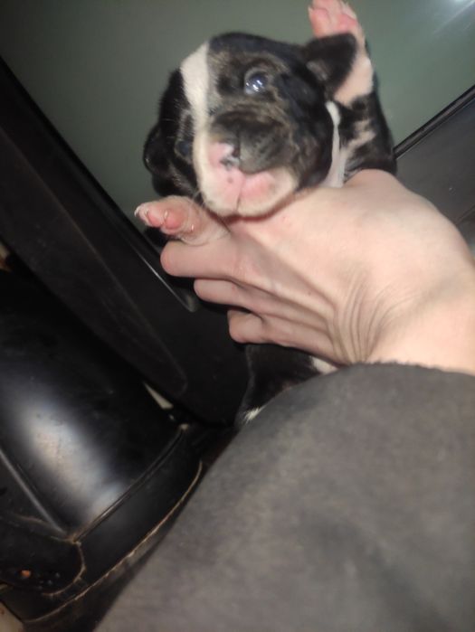 Щенки маленькой собачки