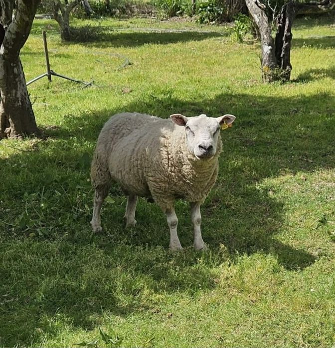 Carneiro texel adulto
