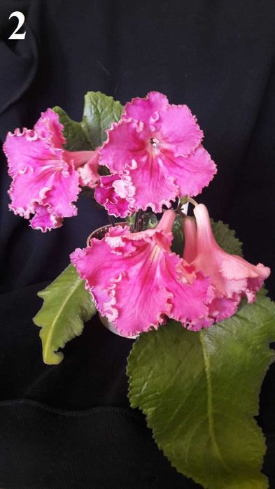 Kwitnący kwiat skrętnik-listki na sadzonki do doniczek