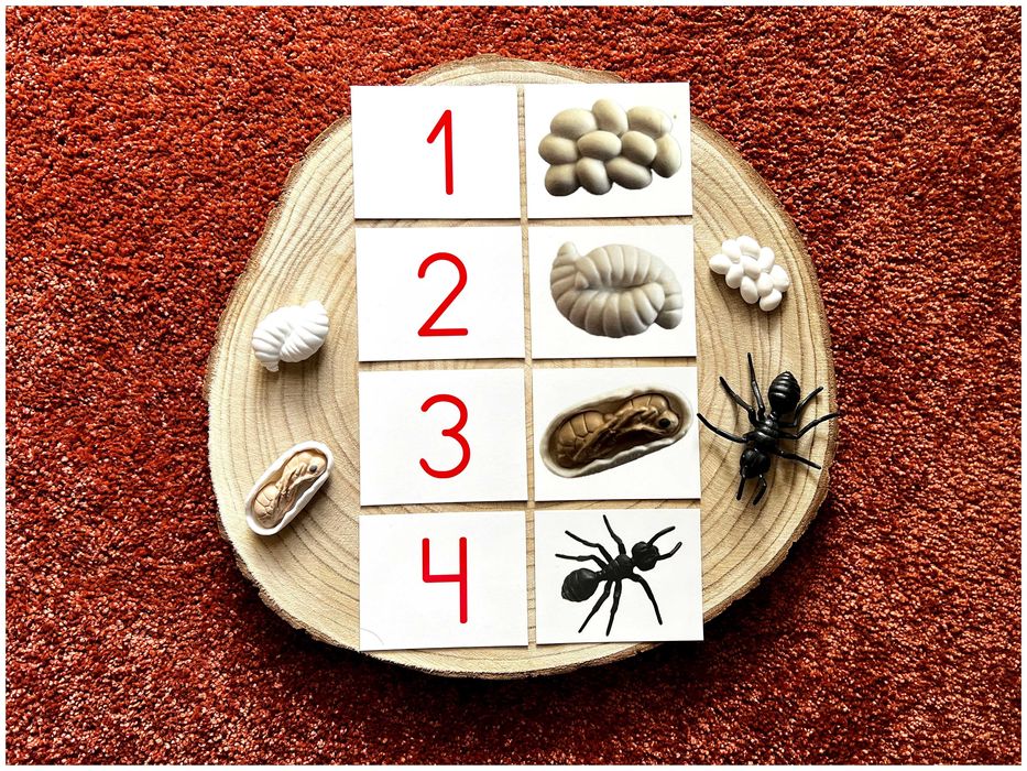 Ciclo de Vida - Formiga - Montessori