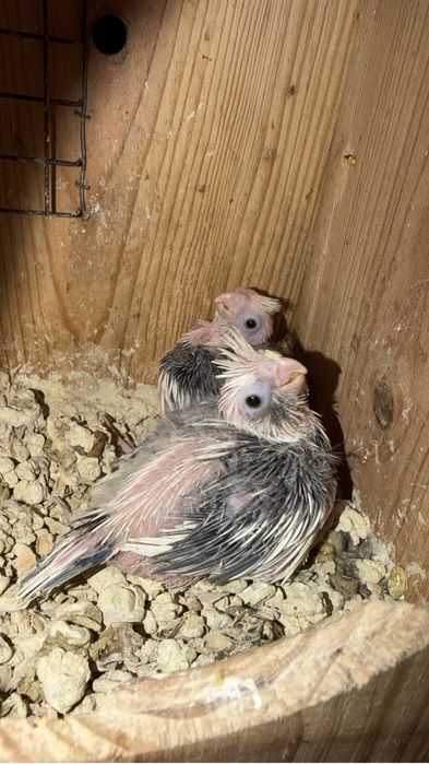 Aves para criar a mão (Rosicolis, caturras e kakarikis)
