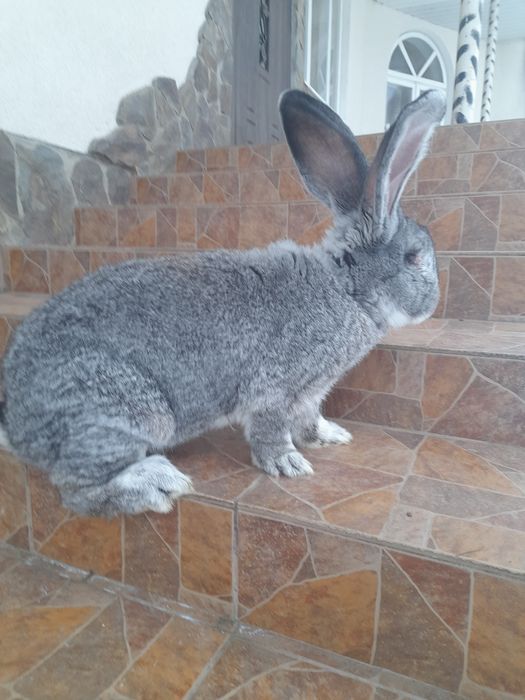 Продаються кролі