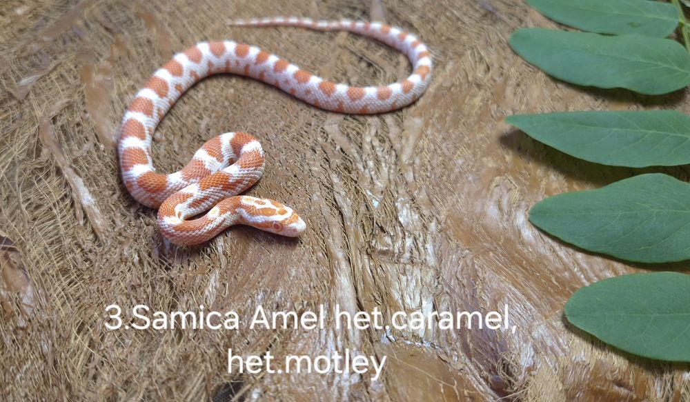 Waż zbożowy. Młode. Amel Samce I Samice