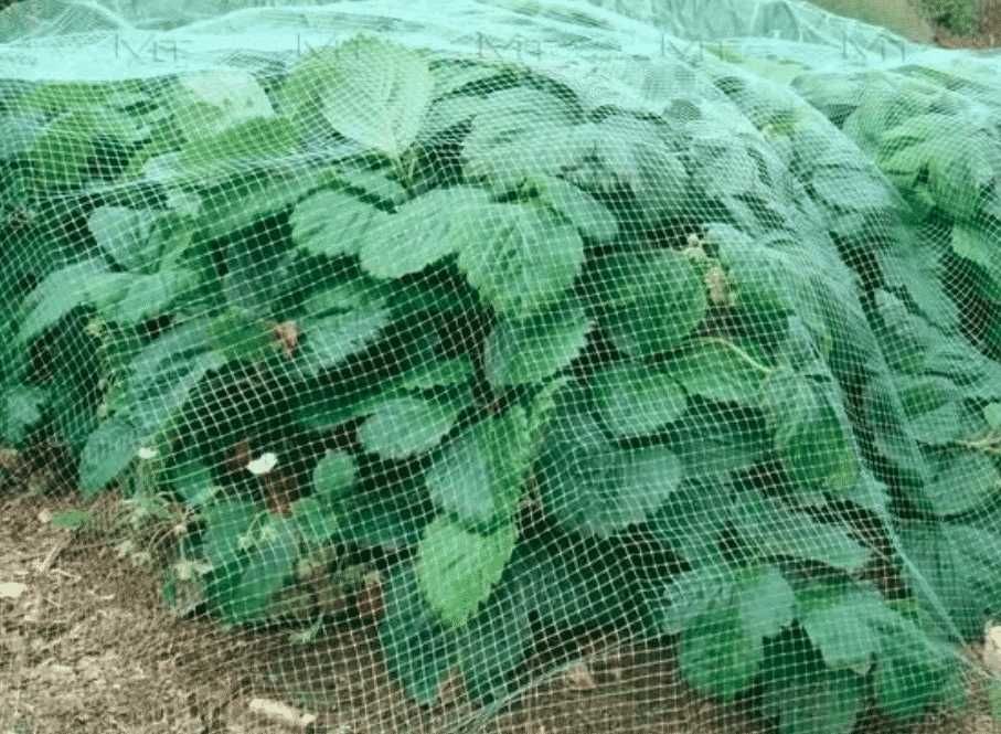 Siatka Ochronna PRZECIW PTAKOM NA PTAKI 5x10m 10mm nowa