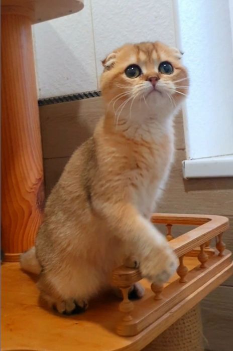 Вишуканий золотий висловухий хлопчик шиншила