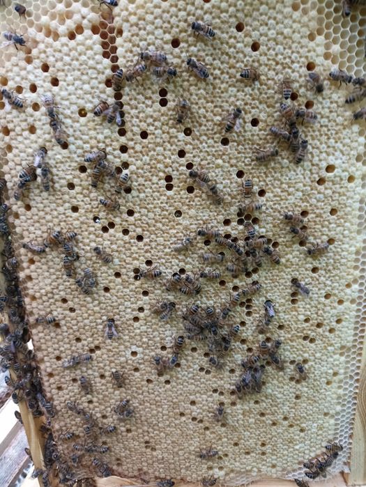 Матки f-1 Бакфаст на 2025р.