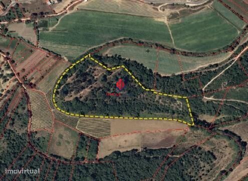Terreno Rústico com 3,59 Hectares em Santarém – Natureza,...