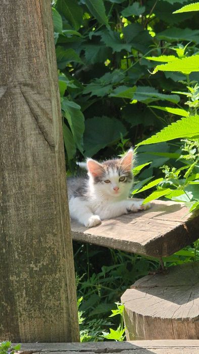 Два котики шукють сім'ю.