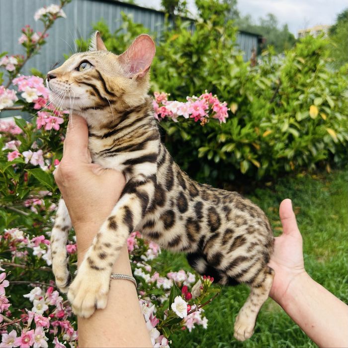 Piękna kotka Bengal z prawami hodowlanymi