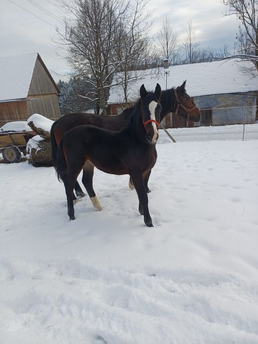 Źrebak Śląski odsadek