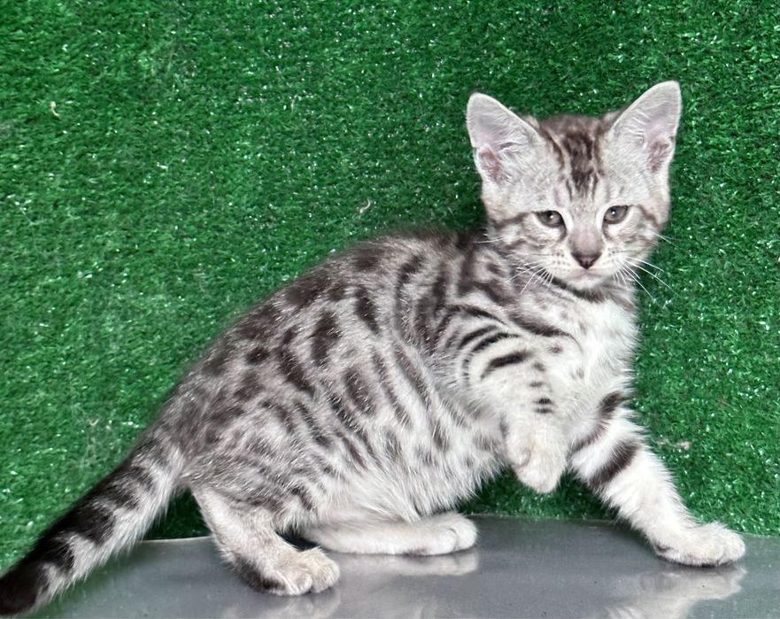 Девочка бенгалка, 2 месяца