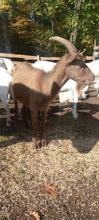 Продам молодняк,ламанч,зааненки,нубійки