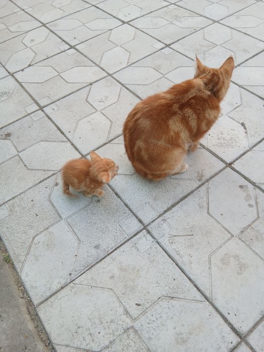 Отдам котят в добрые руки