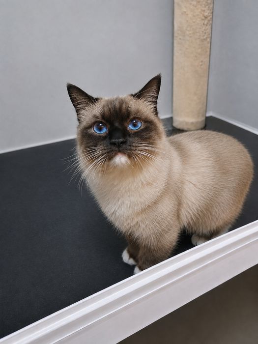 Ragdoll kotka 1,5 roku