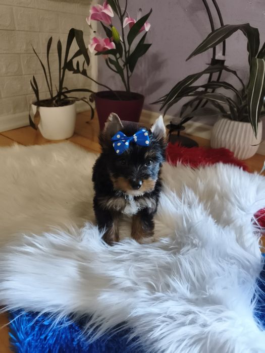 Yorkshire terrier śliczny szczeniaczek