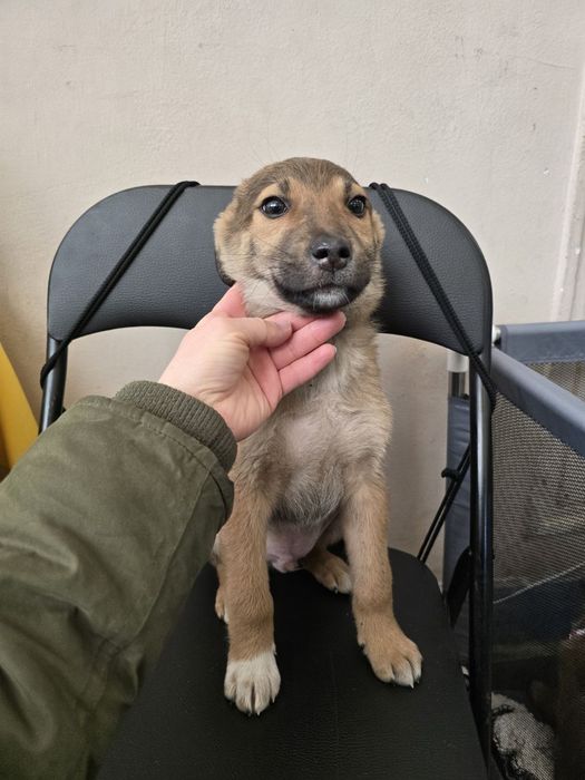 Ручне цуценя хлопчик шукає родину