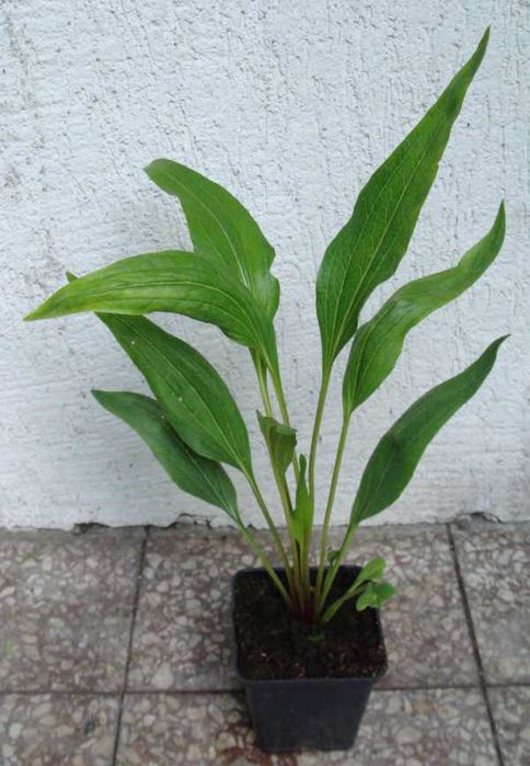 JEŻÓWKA HOT PAPAYA Echinacea - sadzonki w doniczkach