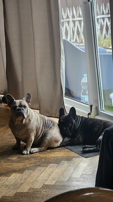 Oddam w dobre ręce dwa pieski.