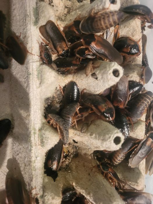 Karaczany argentyńskie, karmówka 10zł - 10 sztuk dorosłych