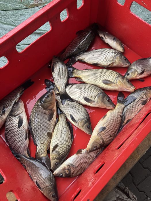 Karp Królewski Kroczek Pełnołuski Narybek Amur