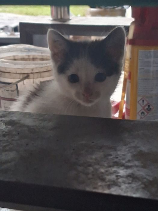 2 czarno białe małe kotki do oddania do adopcji  kocur i kotka