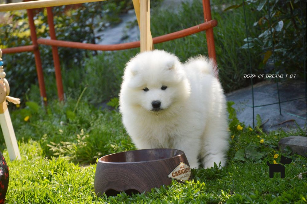 Samoyed/ Samojed ZKwP/FCI * już do odbioru*