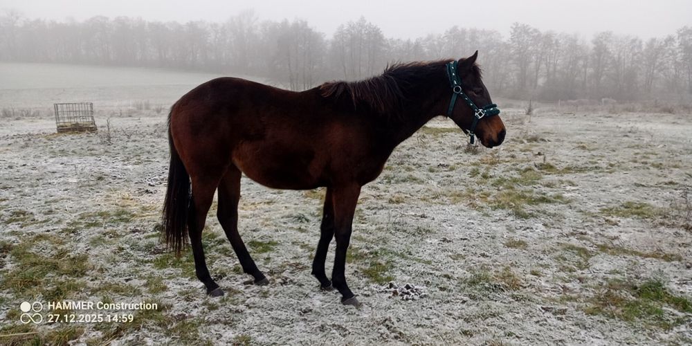 Klacz pełnej krwi angielskiej