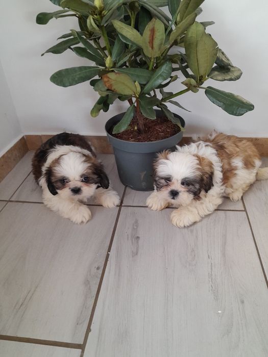Śliczny piesek shih tzu
