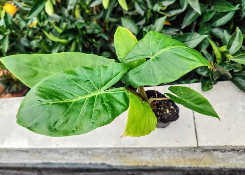Muda de Planta Alocasia